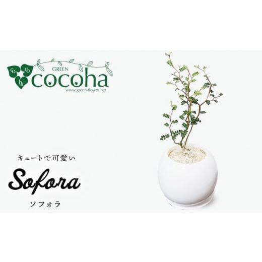 ふるさと納税 花・苗木 福岡県 糸島市 ソフォラ 糸島市 / cocoha AWB014 観葉植物 ...