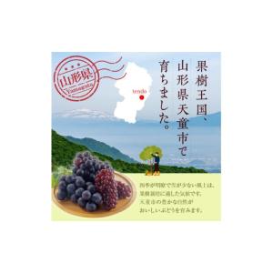 ふるさと納税 果物類 ぶどう 山形県 天童市 ...の詳細画像4
