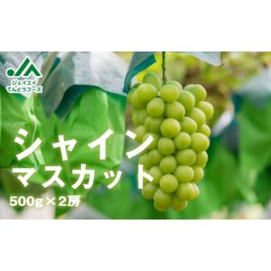 ふるさと納税 ぶどう マスカット 山形県 天童市 08-01-016　ぶどう(シャインマスカット)2房