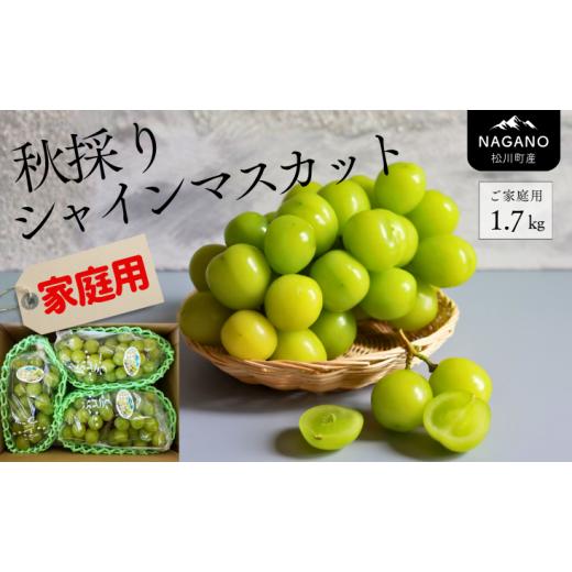 ふるさと納税 ぶどう マスカット 長野県 松川町 KG16-25A 出荷中 シャインマスカット 家庭...