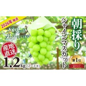 ふるさと納税 ぶどう マスカット 山梨県 大月市  2026年発送分 シャインマスカット 1.2kg 2 ~ 3房 おすすめ 人気 山梨県 産地直送 フルーツ ブドウ 果物 ぶど…
