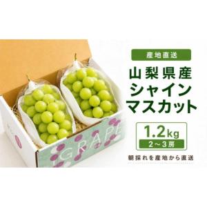ふるさと納税 ぶどう マスカット 山梨県 大月...の詳細画像1