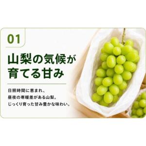 ふるさと納税 ぶどう マスカット 山梨県 大月...の詳細画像3