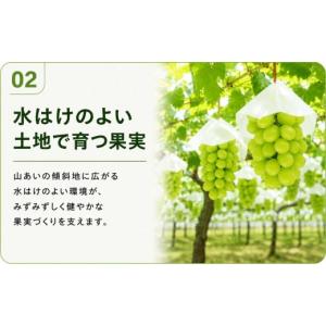 ふるさと納税 ぶどう マスカット 山梨県 大月...の詳細画像4