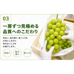 ふるさと納税 ぶどう マスカット 山梨県 大月...の詳細画像5