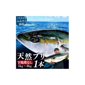ふるさと納税 旬の鮮魚等 高知県 土佐清水市 先行受付 土佐清水産天然ぶり まるごと１本（5kg〜8kg）鰤 ブリ 鮮魚 一匹 下処理なし（内臓除去無し） 着日指定…