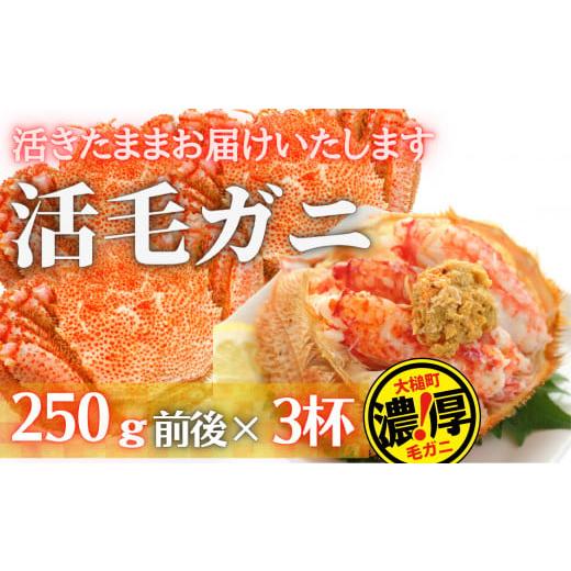 ふるさと納税 岩手県 大槌町 【令和7年発送】三陸産 三陸活毛ガニ 250g×3杯（3尾）【2025...