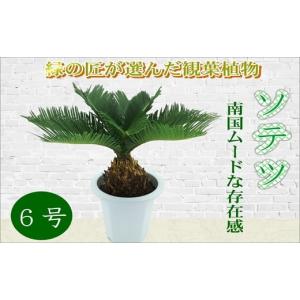 ふるさと納税 長崎県 松浦市 緑の匠が選んだ観葉植物　素敵な空間づくりに　ソテツ　6号【C2-021】 ソテツ 馴染み深い 観葉植物 緑の匠が選んだ 素敵な空間づ…｜ふるさとチョイス