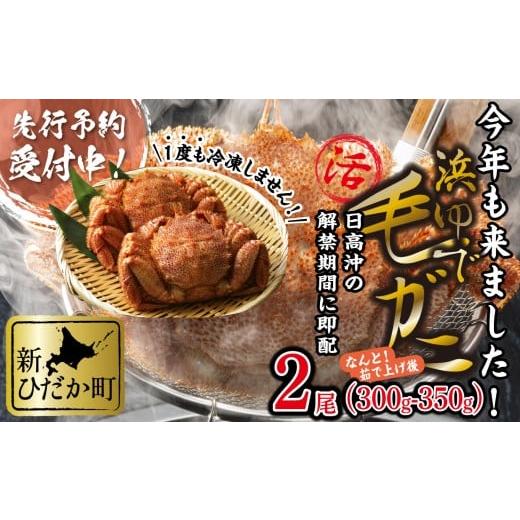 ふるさと納税 カニ 毛ガニ 北海道 新ひだか町  2026年2月中旬から順次発送 北海道産 浜ゆで ...