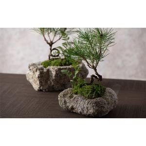 ふるさと納税 花・苗木 盆栽 山形県 - モス...の詳細画像4