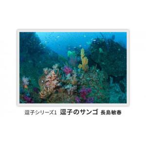 ふるさと納税 雑貨・日用品 写真 神奈川県 逗子市 写真家長島敏春　オリジナルプリント「逗子シリーズ1　逗子のサンゴ」フレーム付き No.5875-0583