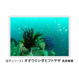 ふるさと納税 雑貨・日用品 写真 神奈川県 逗子市 写真家長島敏春　オリジナルプリント「逗子シリーズ1　オオウミシダとフトヤギ」フレーム付き No.5875-0585