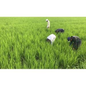 ふるさと納税 日本酒 純米大吟醸酒 兵庫県 西...の詳細画像4