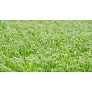 ふるさと納税 日本酒 純米大吟醸酒 兵庫県 西...の詳細画像5