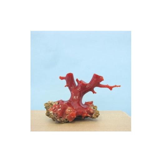 ふるさと納税 高知県 宿毛市 珊瑚職人館の珊瑚の原木・拝見・置物（g65）