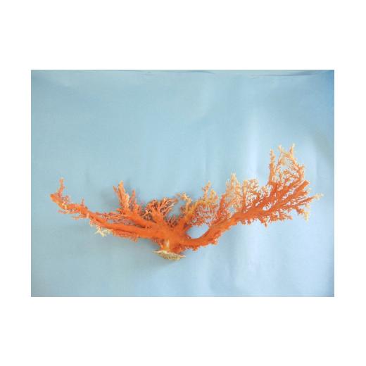ふるさと納税 高知県 宿毛市 珊瑚職人館の珊瑚の原木・拝見・置物（g61）