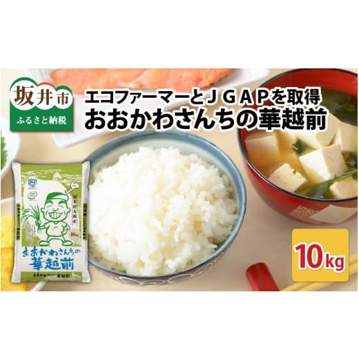 ふるさと納税 福井県 坂井市 [A-10821]【令和5年産】おおかわさんちの華越前 10kg