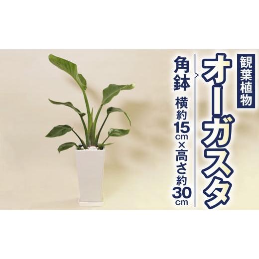 ふるさと納税 熊本県 高森町 オーガスタ 観葉植物 角鉢 横約15cm×高さ約30cm 6寸 植物 ...