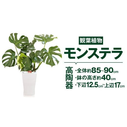 ふるさと納税 花・苗木 熊本県 高森町 モンステラ 観葉植物 高陶器 高さ約40cm 下辺12.5c...