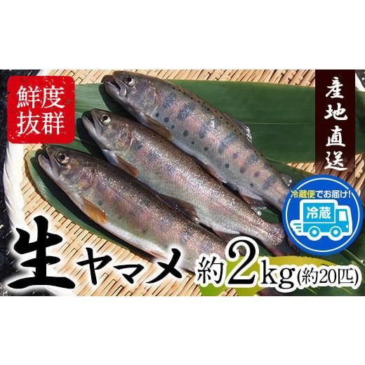 ふるさと納税 熊本県 山江村 生ヤマメ 2kg 約20匹 山江村ヤマメ生産組合《30日以内に出荷予定...