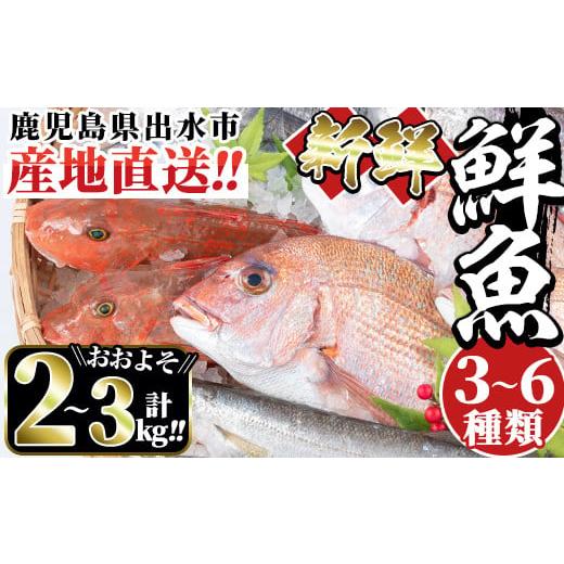 ふるさと納税 鹿児島県 出水市 i580 出水の鮮魚おためしBOX(約2〜3kg程度・3〜6種類) ...