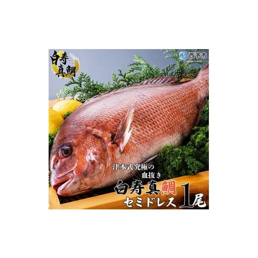 ふるさと納税 魚貝類 鯛 愛媛県 西予市 津本式究極の血抜き×白寿真鯛 セミドレス １尾（約1.5k...