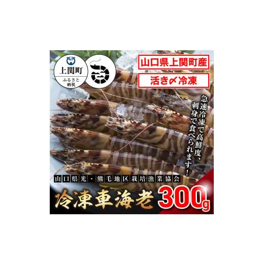 ふるさと納税 山口県 上関町 A-20　冷凍車えび300g【山口県光・熊毛地区栽培漁業協会】（Lサイ...