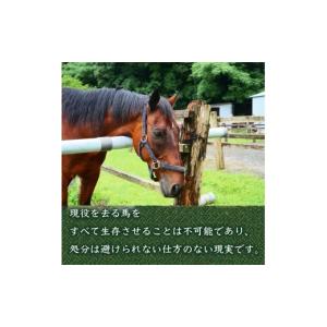 ふるさと納税 生き物 高知県 須崎市 競走馬 ...の詳細画像2