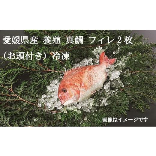 ふるさと納税 愛媛県 伊方町 【愛媛県共通返礼品】愛媛県産養殖真鯛フィレ2枚(お頭付き冷凍)