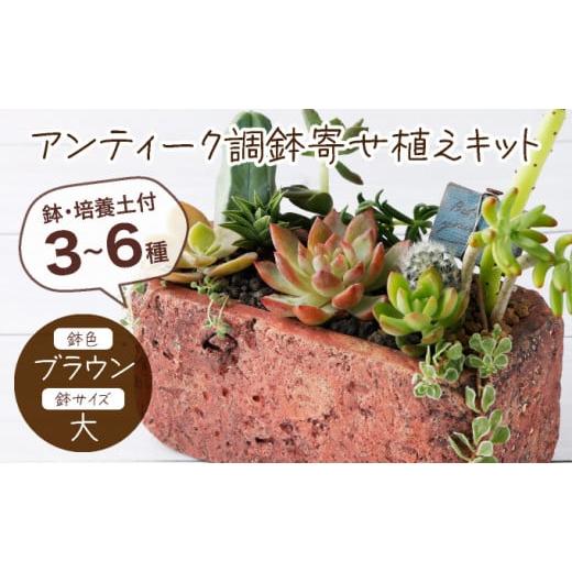 ふるさと納税 高知県 室戸市 サボテン多肉植物の「アンティーク調鉢寄せ植えキット」（鉢色・ブラウン、...