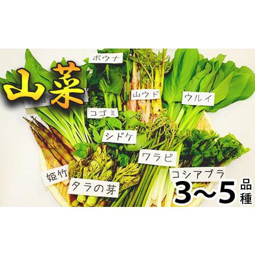 ふるさと納税 岩手県 八幡平市 【 期間限定 】 天然山菜 食べ比べセット 約600g ／ じじちゃ...