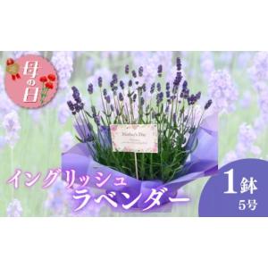 ふるさと納税 雑貨・日用品 花 静岡県 藤枝市 先行予約 母の日に イングリッシュ ラベンダー 鉢植え 5号 花 贈り物 お祝い 植物 季節 生花 フラワー ギフト …