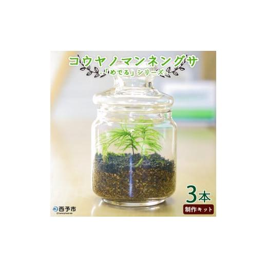 ふるさと納税 花・苗木 愛媛県 西予市 「めでる」シリーズ：苔テラリウム制作キット コウヤノマンネン...