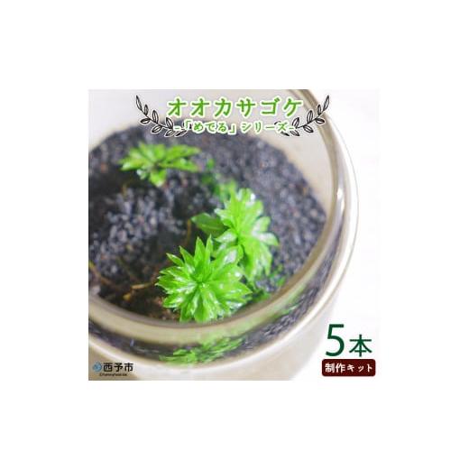 ふるさと納税 花・苗木 愛媛県 西予市 「めでる」シリーズ：苔テラリウム制作キット オオカサゴケ 5...