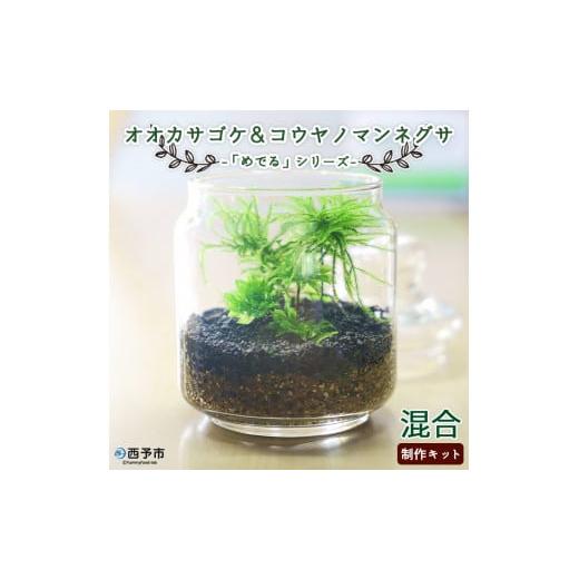 ふるさと納税 花・苗木 愛媛県 西予市 「めでる」シリーズ：苔テラリウム制作キット オオカサゴケ&amp;コ...