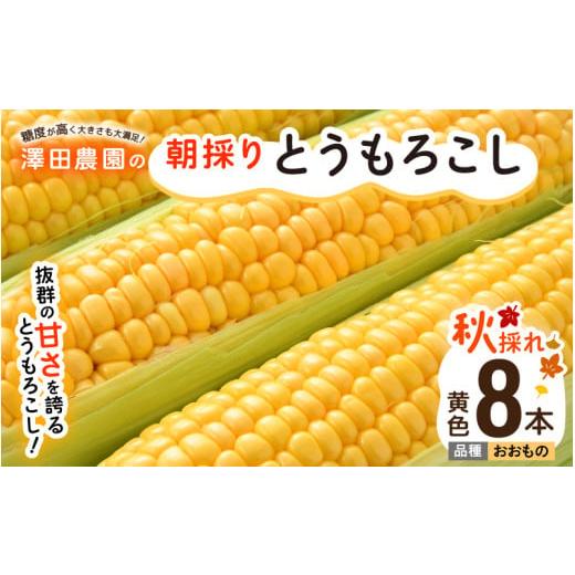 ふるさと納税 とうもろこし 福井県 あわら市  先行予約 秋とうもろこし 8本 おおもの 黄色 朝採...