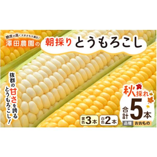 ふるさと納税 とうもろこし 福井県 あわら市  先行予約 秋とうもろこし 黄色 白色 計5本 おおも...