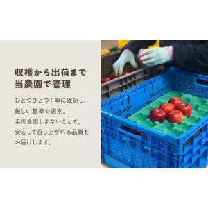 ふるさと納税 りんご 長野県 安曇野市 おまか...の詳細画像3