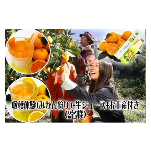 ふるさと納税 体験チケット 静岡県 東伊豆町 みかん狩り　収穫体験　搾りたて　生ジュース　お土産付　...
