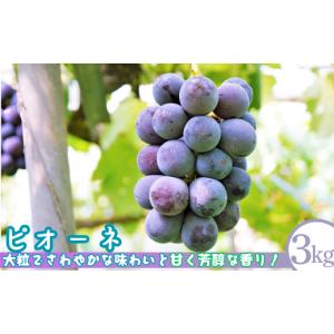 ふるさと納税 ぶどう マスカット 鳥取県 八頭町 ピオーネ