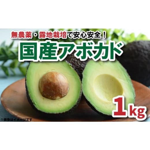 ふるさと納税 愛媛県 松山市 【 先行受付 】アボカド 国産 1kg サイズ混合 品種おまかせ ベー...