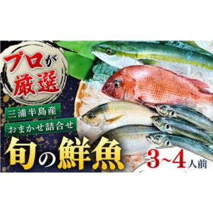 ふるさと納税 神奈川県 横須賀市 魚 旬のおまかせ 鮮魚...