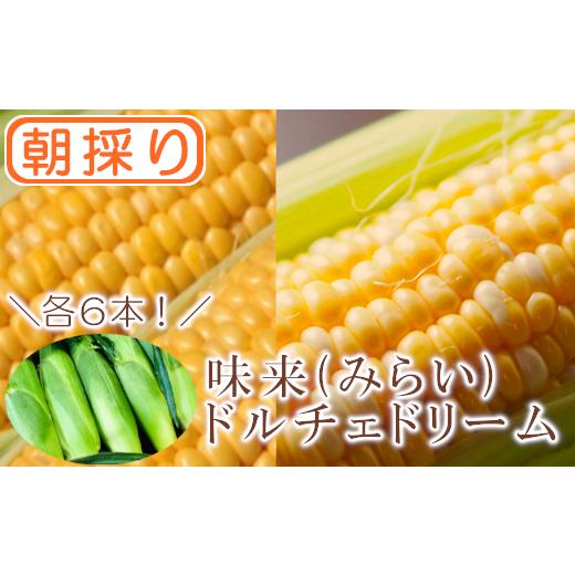 ふるさと納税 埼玉県 深谷市 【農家直送】朝採りトウモロコシ＜食べ比べ2種セット＞　『味来（みらい）...