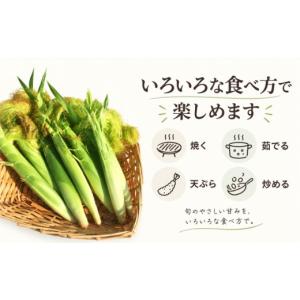ふるさと納税 とうもろこし 山梨県 都留市 2...の詳細画像3