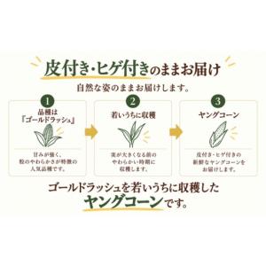ふるさと納税 とうもろこし 山梨県 都留市 2...の詳細画像4