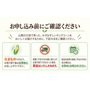 ふるさと納税 とうもろこし 山梨県 都留市 2...の詳細画像5