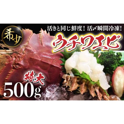 ふるさと納税 高知県 東洋町 活〆ウチワエビ特大3匹 500g＜数量限定＞ 国産 東洋町産 セット ...