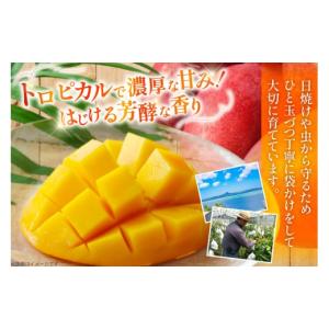 ふるさと納税 マンゴー 沖縄県 伊江村 202...の詳細画像5