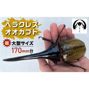 ふるさと納税 生き物 岐阜県 飛騨市 昆虫の王...の詳細画像1