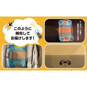 ふるさと納税 生き物 岐阜県 飛騨市 昆虫の王...の詳細画像3